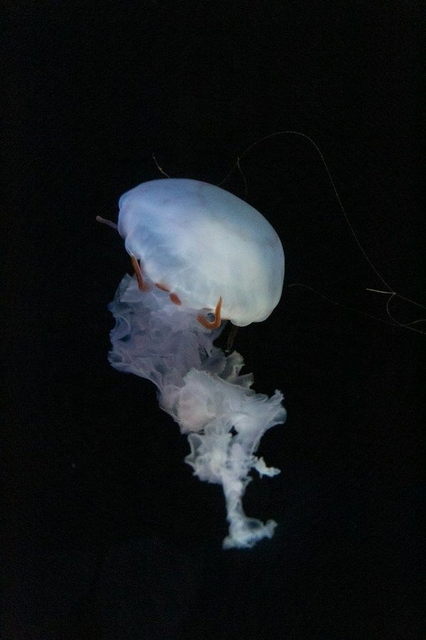 What are the signs of a healthy aquarium?